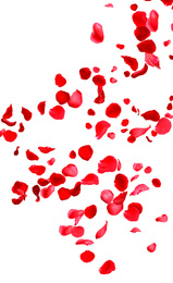 Falling fresh red rose petals on white background