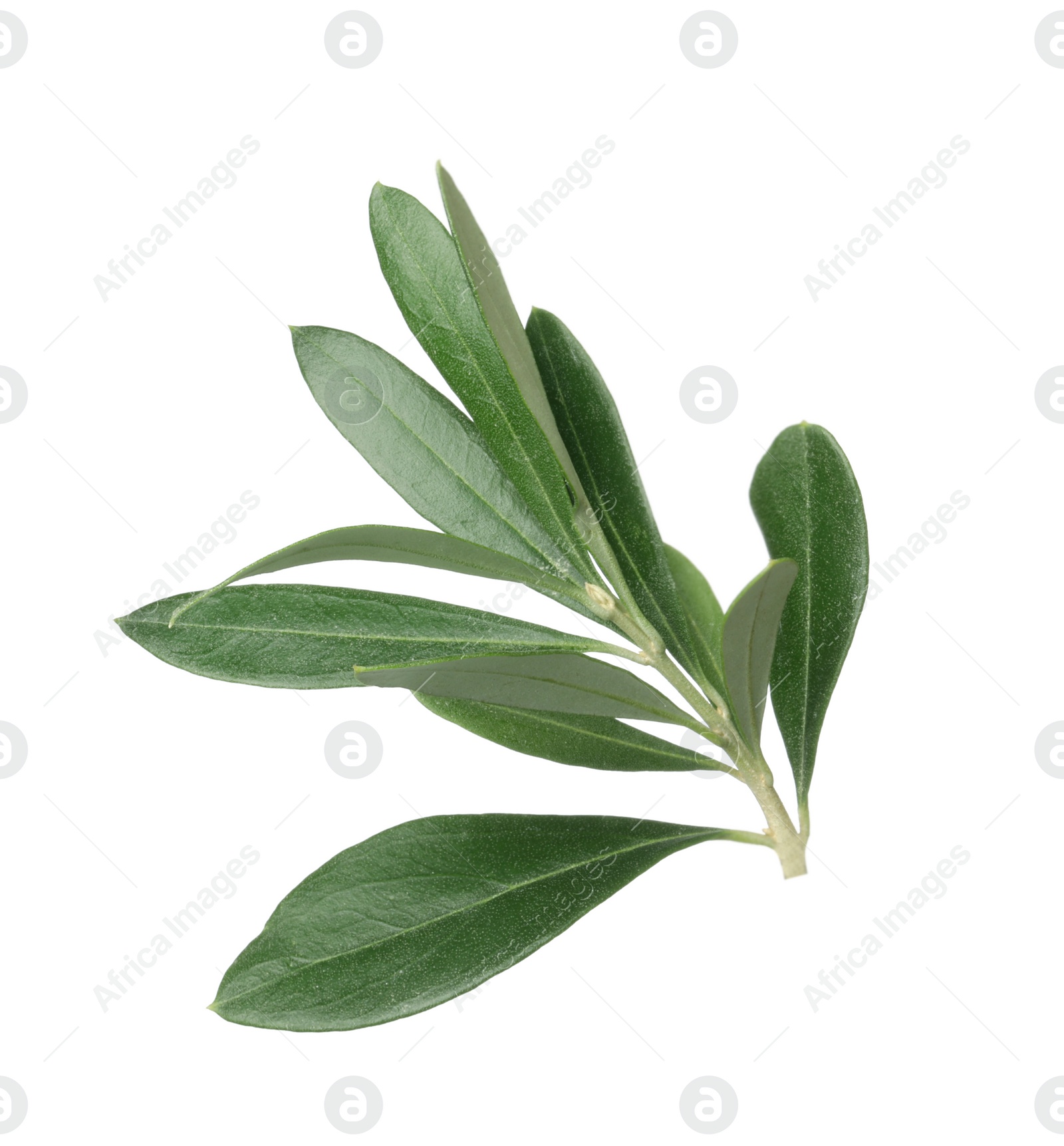 Photo of Olive tree branch with green leaves on white background