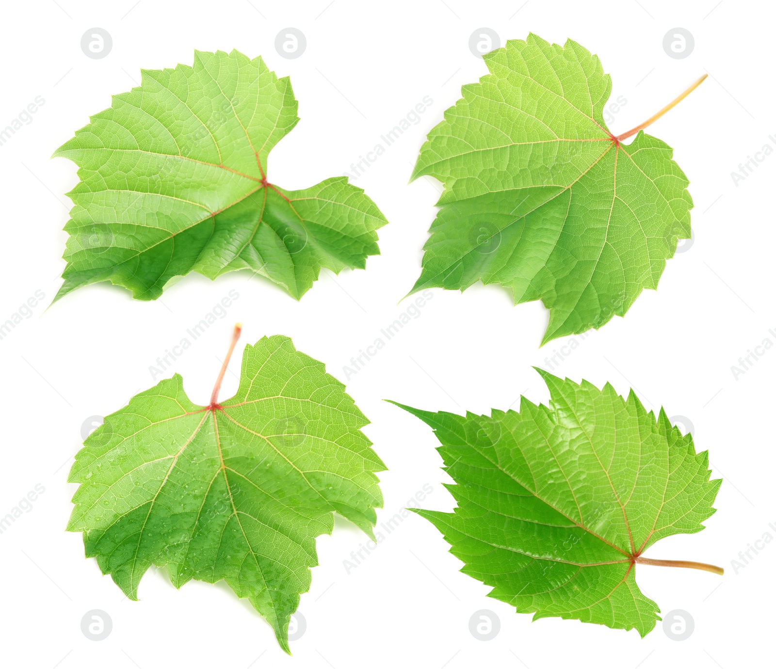 Image of Set of green grape leaves on white background