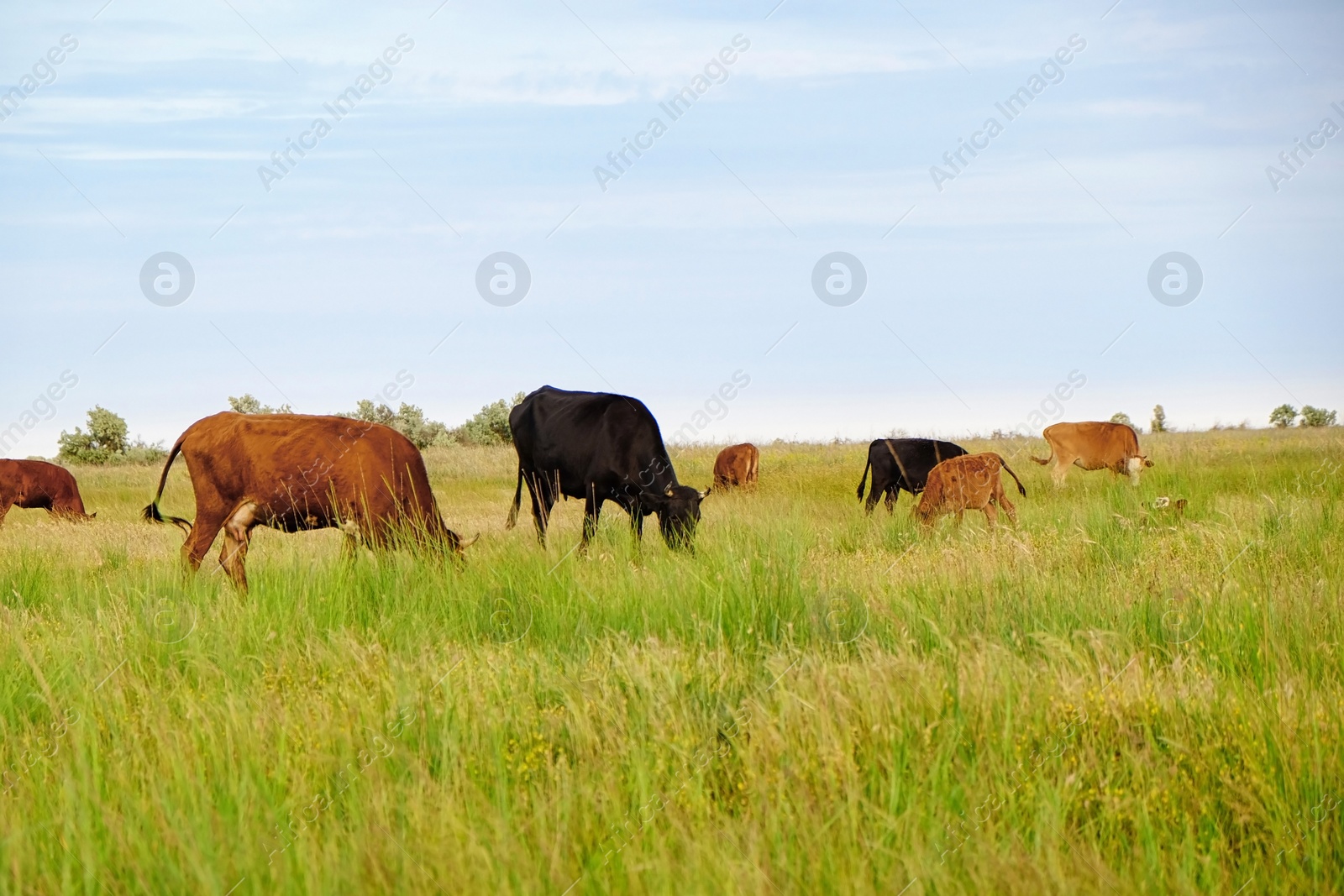 Photo of Beautiful cute cows grazing on green meadow