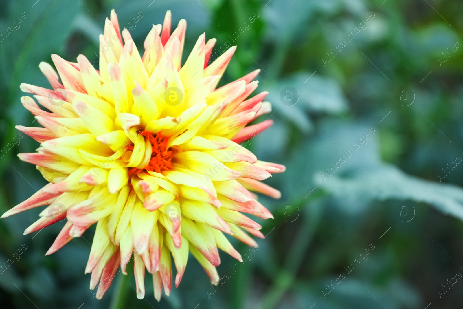 Photo of Beautiful blooming dahlia flower in green garden, closeup