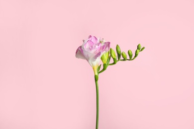 Photo of Beautiful tender freesia flower on pink background