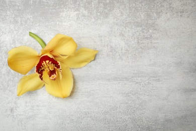 Photo of Beautiful vanilla flower on light background