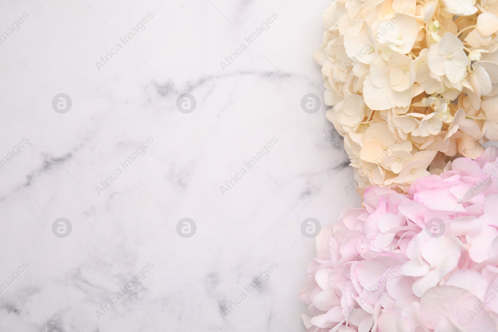 Photo of Beautiful hydrangea flowers on white marble background, top view. Space for text