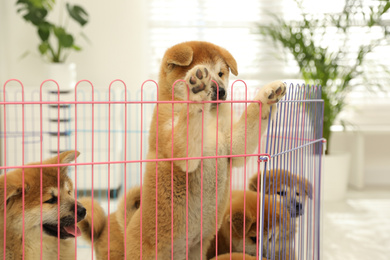 Photo of Cute Akita Inu puppies in playpen indoors. Baby animals