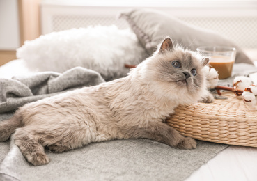 Photo of Birman cat on bed at home. Cute pet