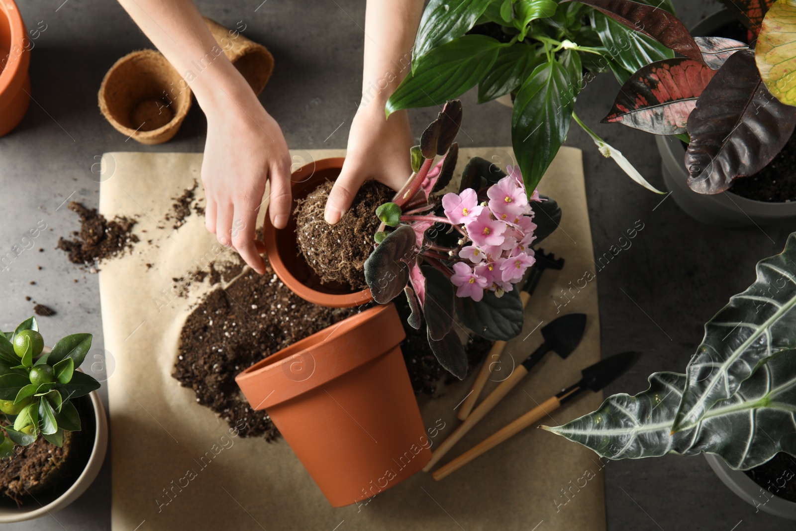 Photo of Woman transplanting home plants at table, top view