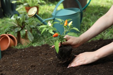 Photo of Woman transplanting pepper plant into soil in garden, closeup