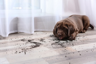 Photo of Chocolate Labrador Retriever puppy and dirty spots on floor indoors