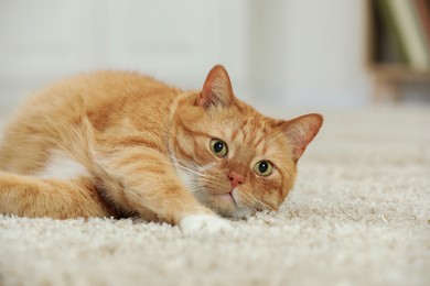 Cute ginger cat lying on carpet at home, closeup