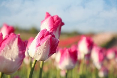 Photo of Beautiful pink tulip flowers growing in field on sunny day, closeup. Space for text