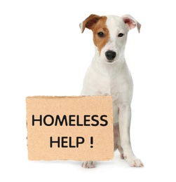 Image of Cute Jack Russel Terrier and piece of cardboad with text Homeless Help on white background. Lonely pet