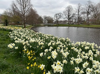 Photo of Beautiful view of daffodil flowers growing near river outdoors