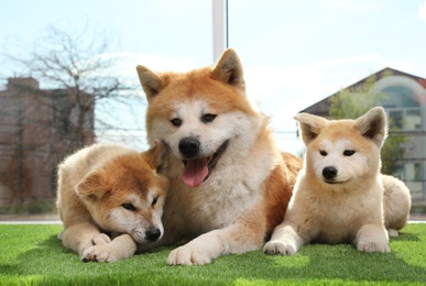 Photo of Adorable Akita Inu dog and puppies on artificial grass near window