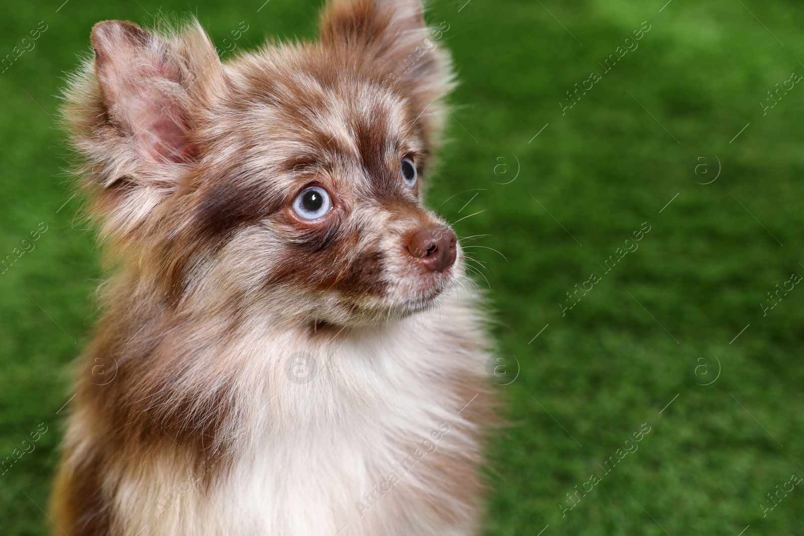 Photo of Cute fluffy little dog on green grass