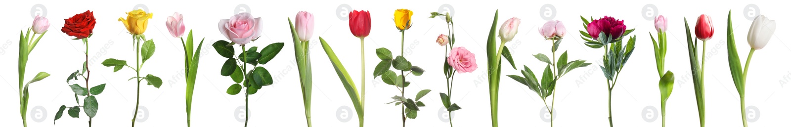 Image of Different beautiful flowers isolated on white, set