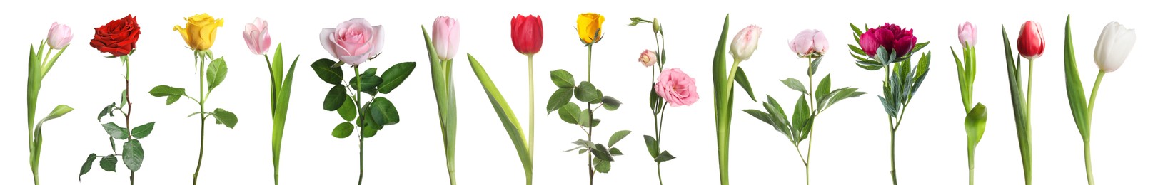 Image of Different beautiful flowers isolated on white, set