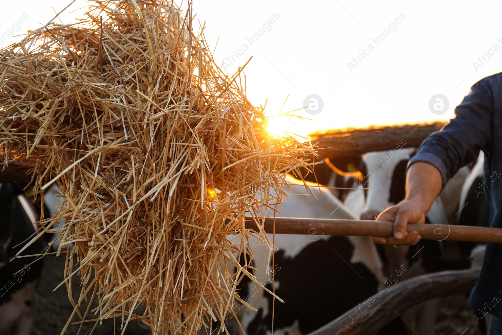 Photo of Man with shovel working on farm, closeup. Animal husbandry