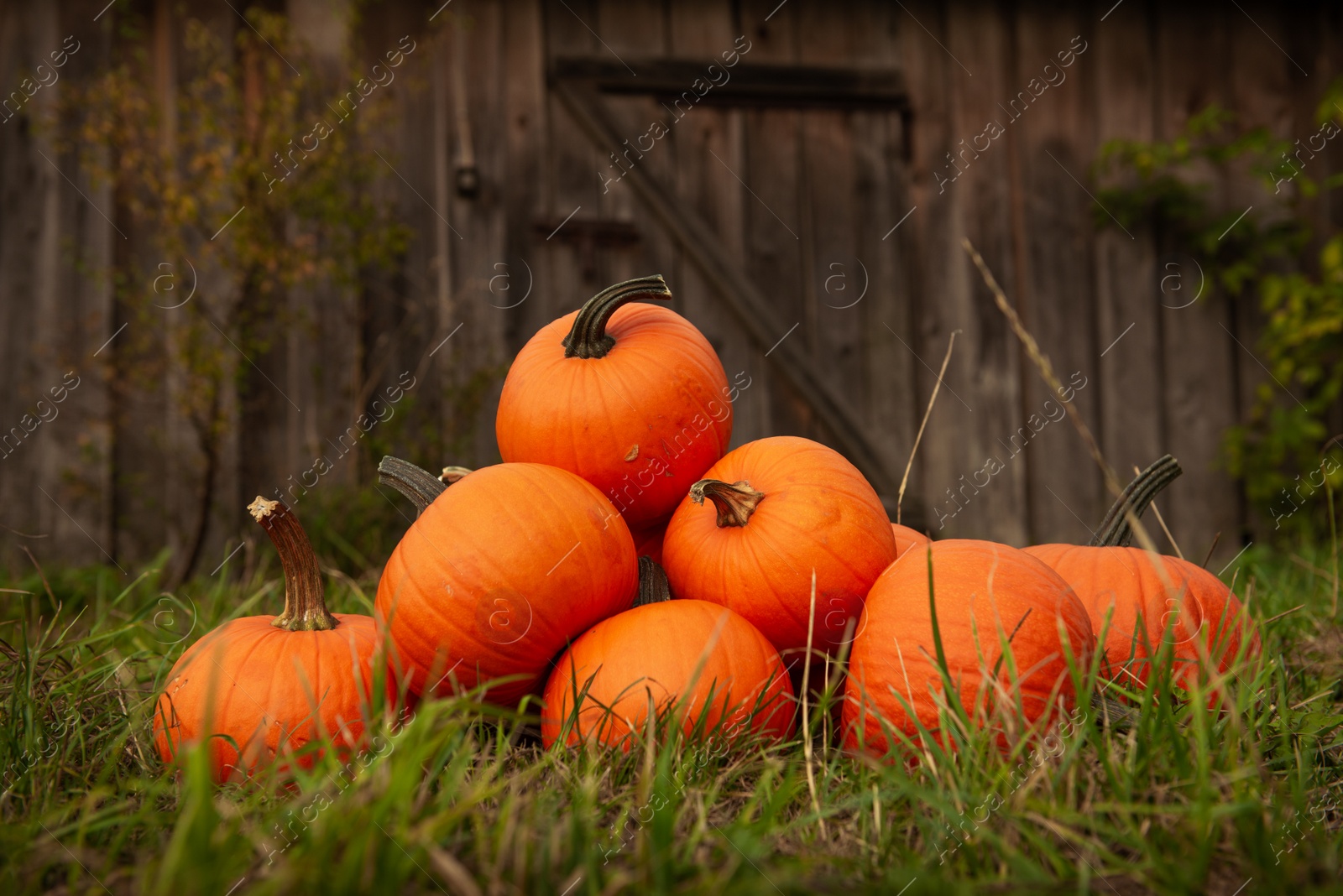 Photo of Many ripe orange pumpkins on green grass in garden