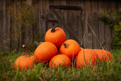 Many ripe orange pumpkins on green grass in garden