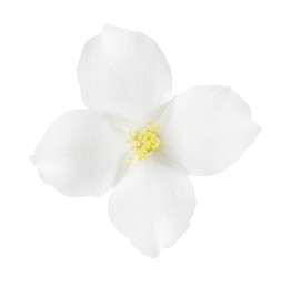 Beautiful delicate jasmine flower isolated on white