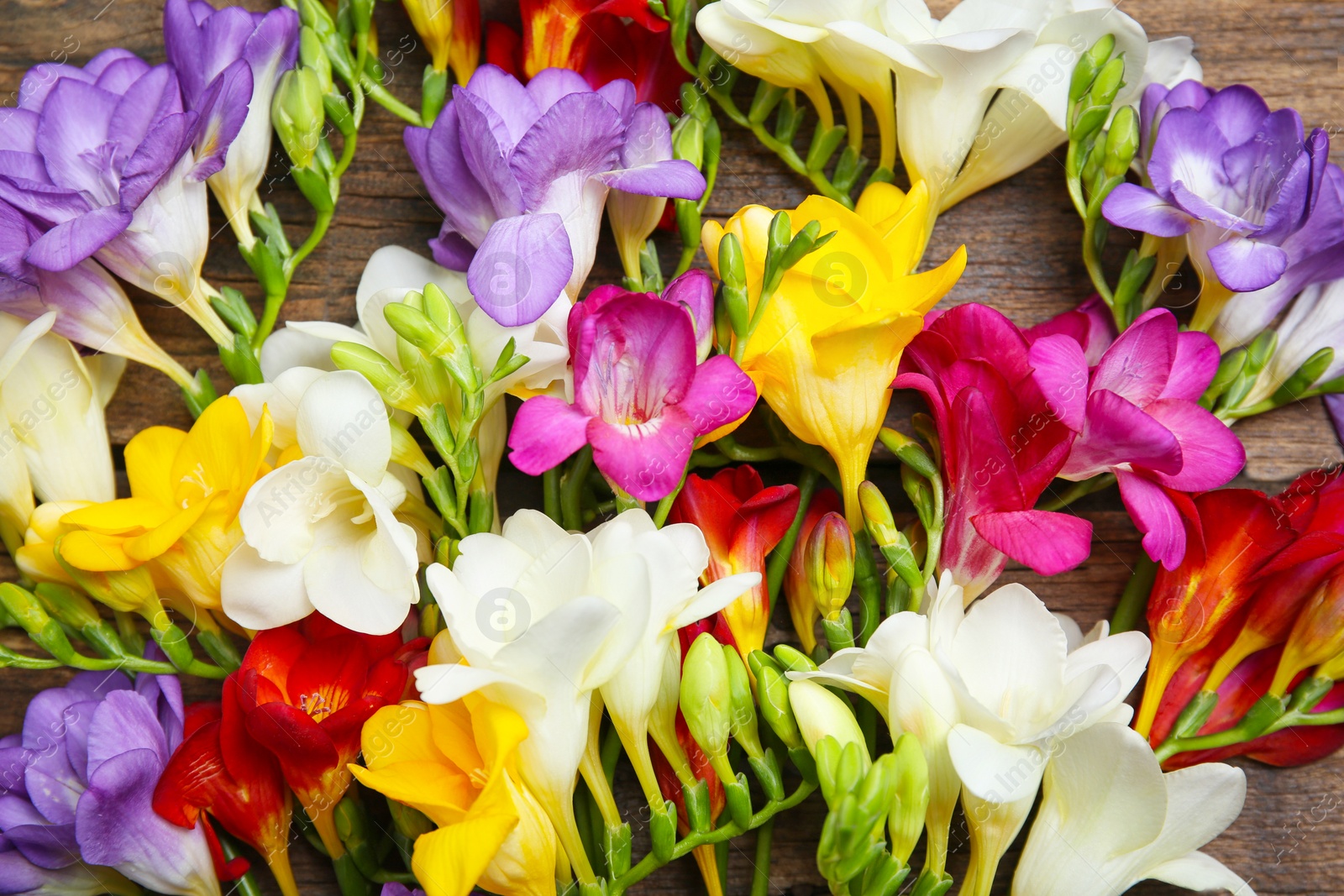 Photo of Beautiful freesia flowers on wooden background