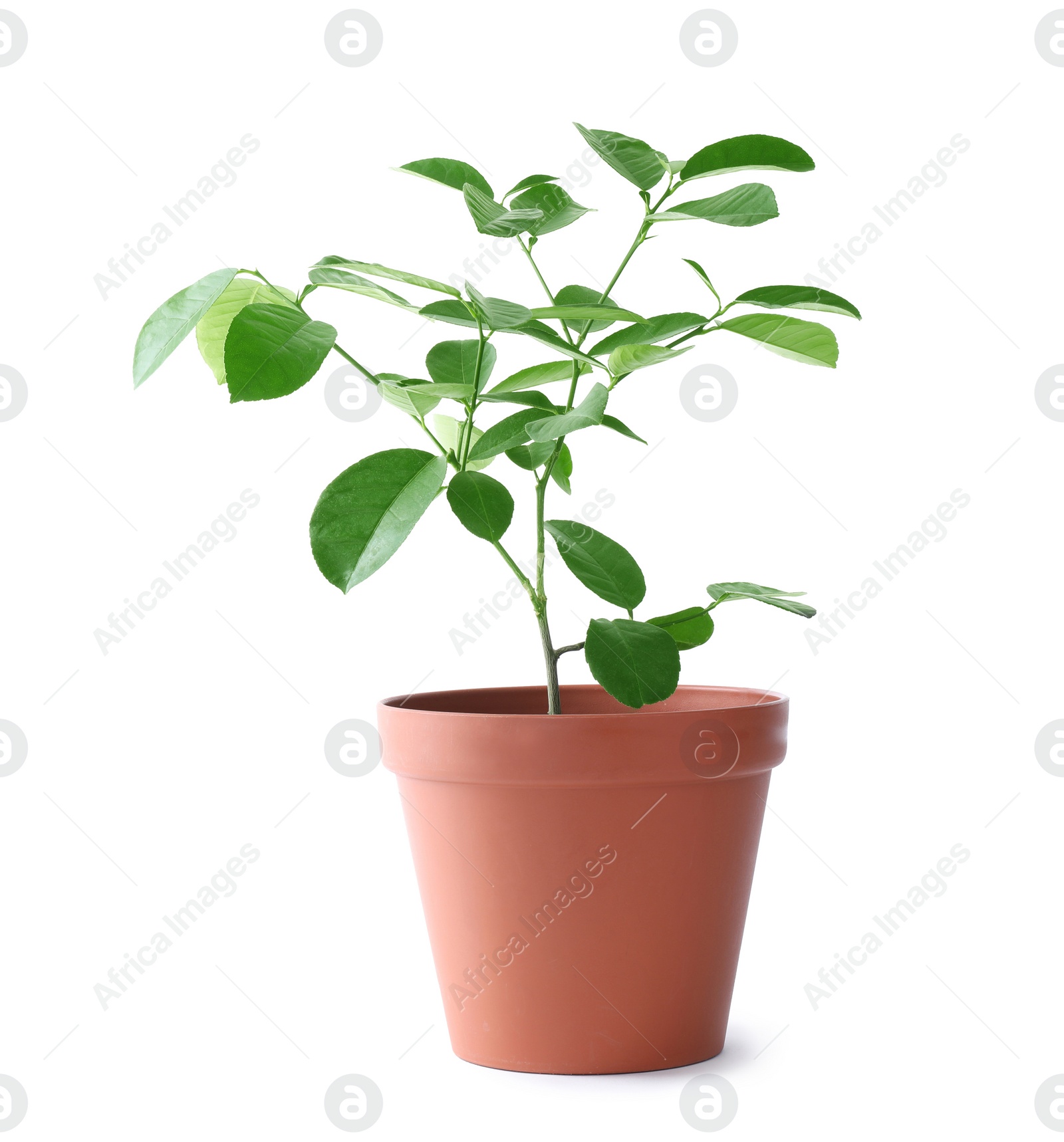 Photo of Potted lemon tree on white background. Citrus plant