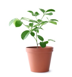 Potted lemon tree on white background. Citrus plant