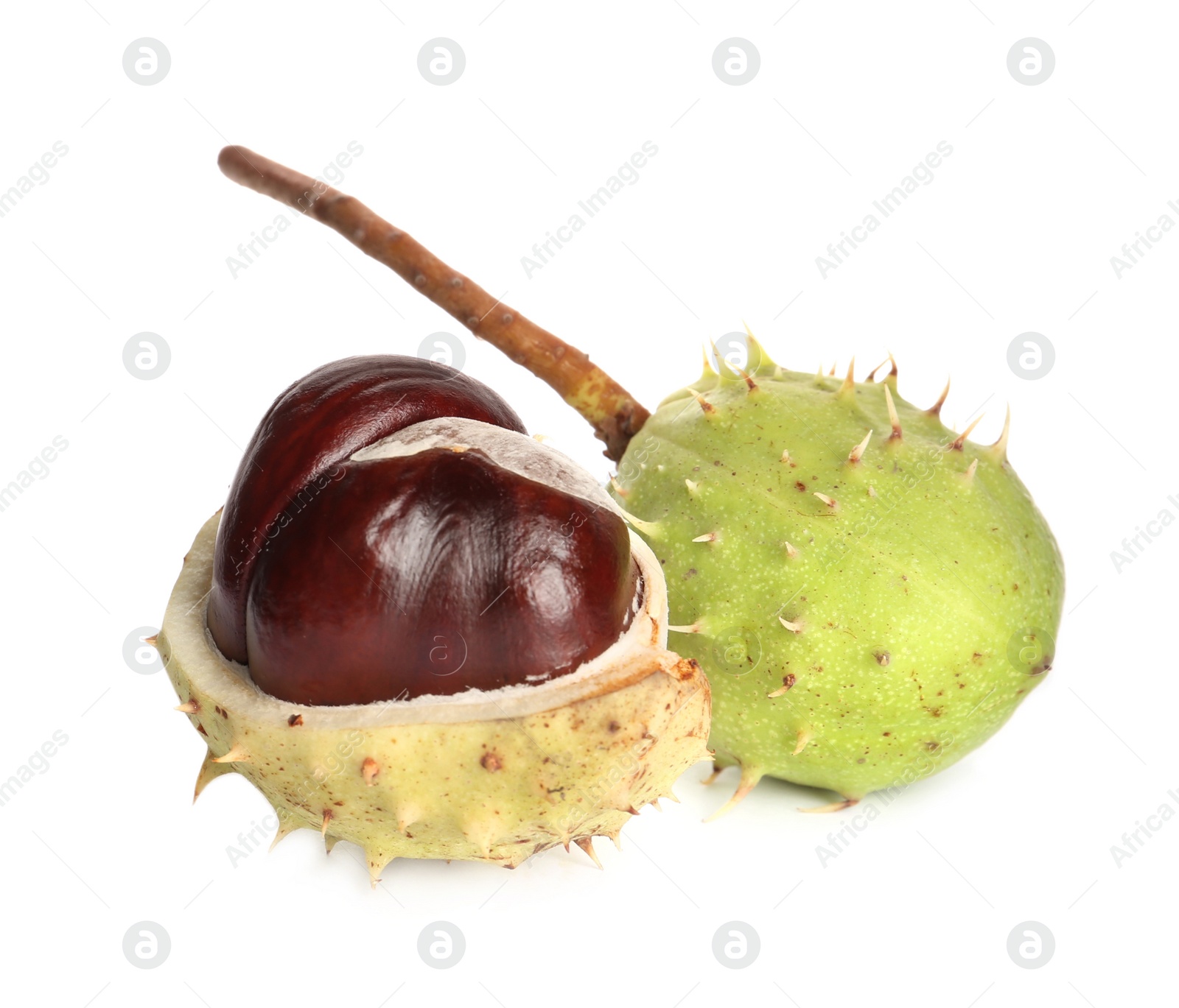 Photo of Horse chestnuts in pods isolated on white