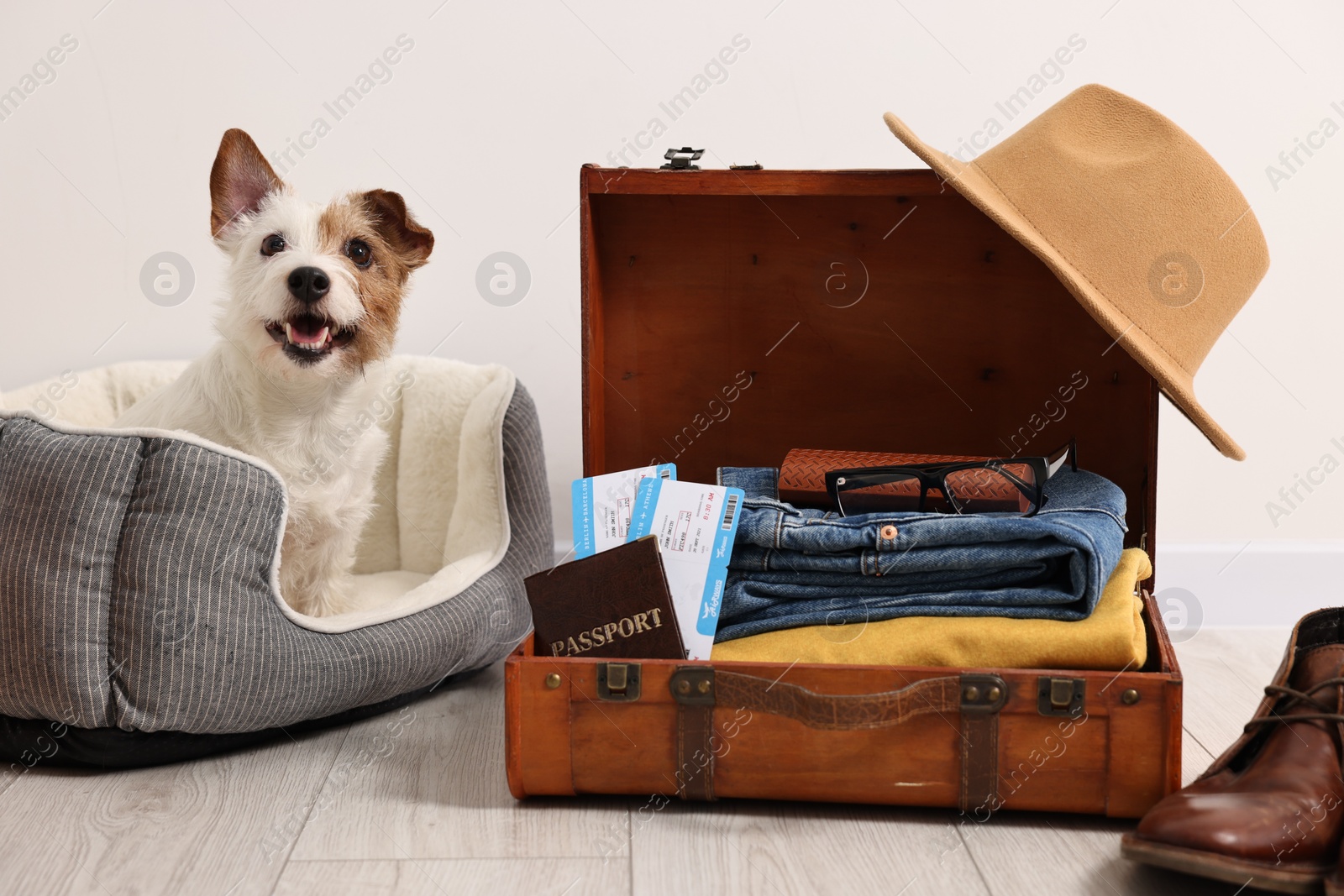 Photo of Travel with pet. Dog, clothes, passport, tickets and suitcase indoors