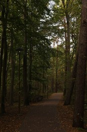 Photo of Many beautiful trees and pathway with fallen leaves in autumn park