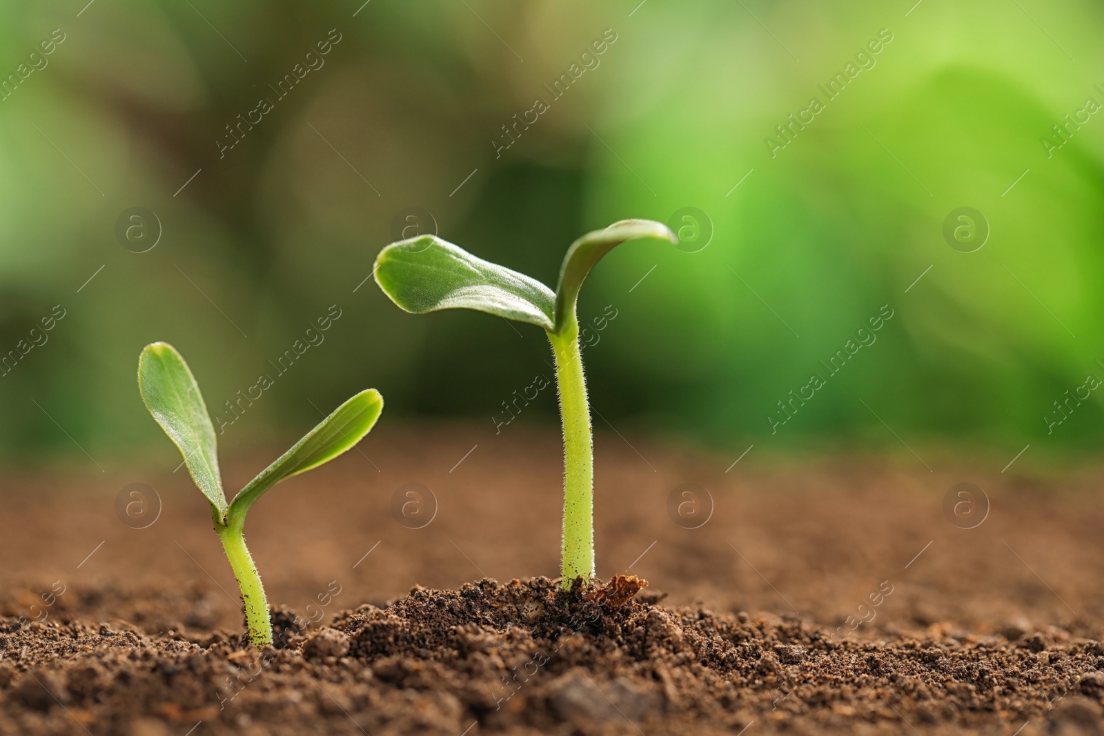 Photo of Little green seedlings growing in soil against blurred background. Space for text