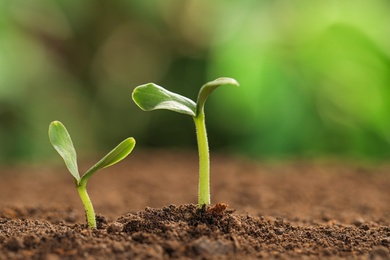 Little green seedlings growing in soil against blurred background. Space for text