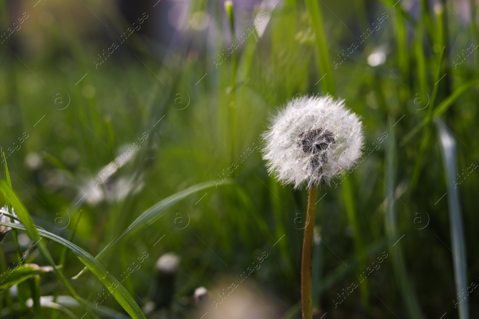 Photo of Beautiful fluffy dandelion in green grass, closeup. Space for text