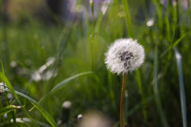 Photo of Beautiful fluffy dandelion in green grass, closeup. Space for text