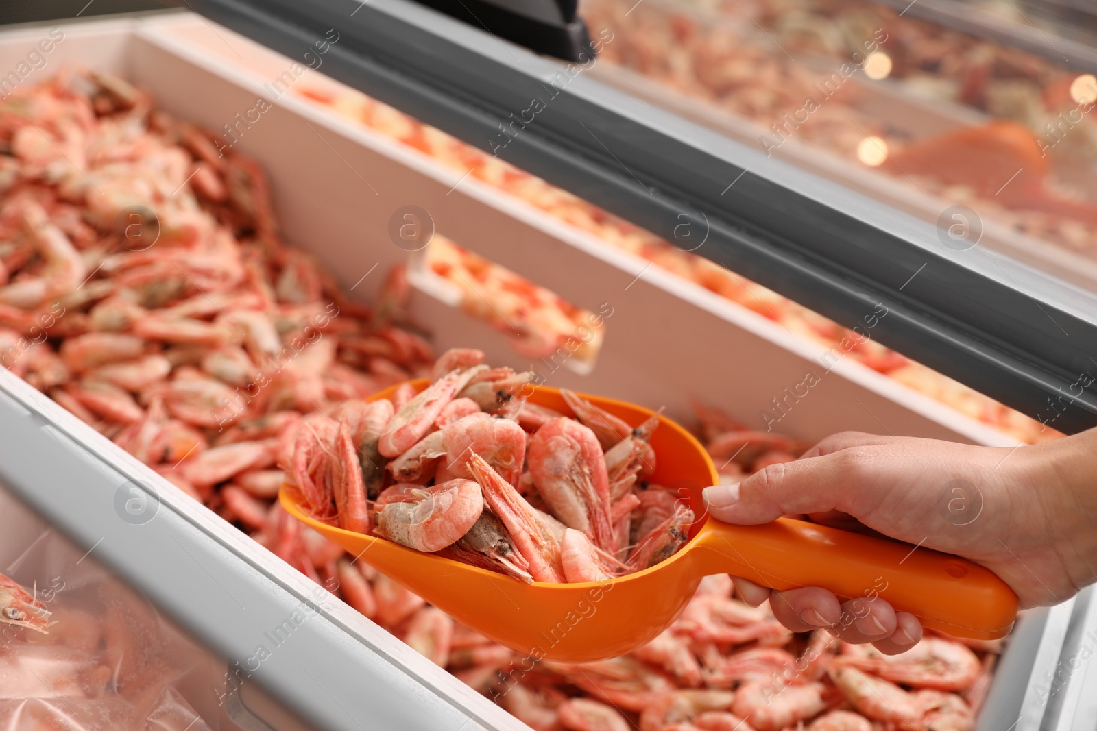 Photo of Woman holding shovel with frozen shrimps in store, closeup. Wholesale market