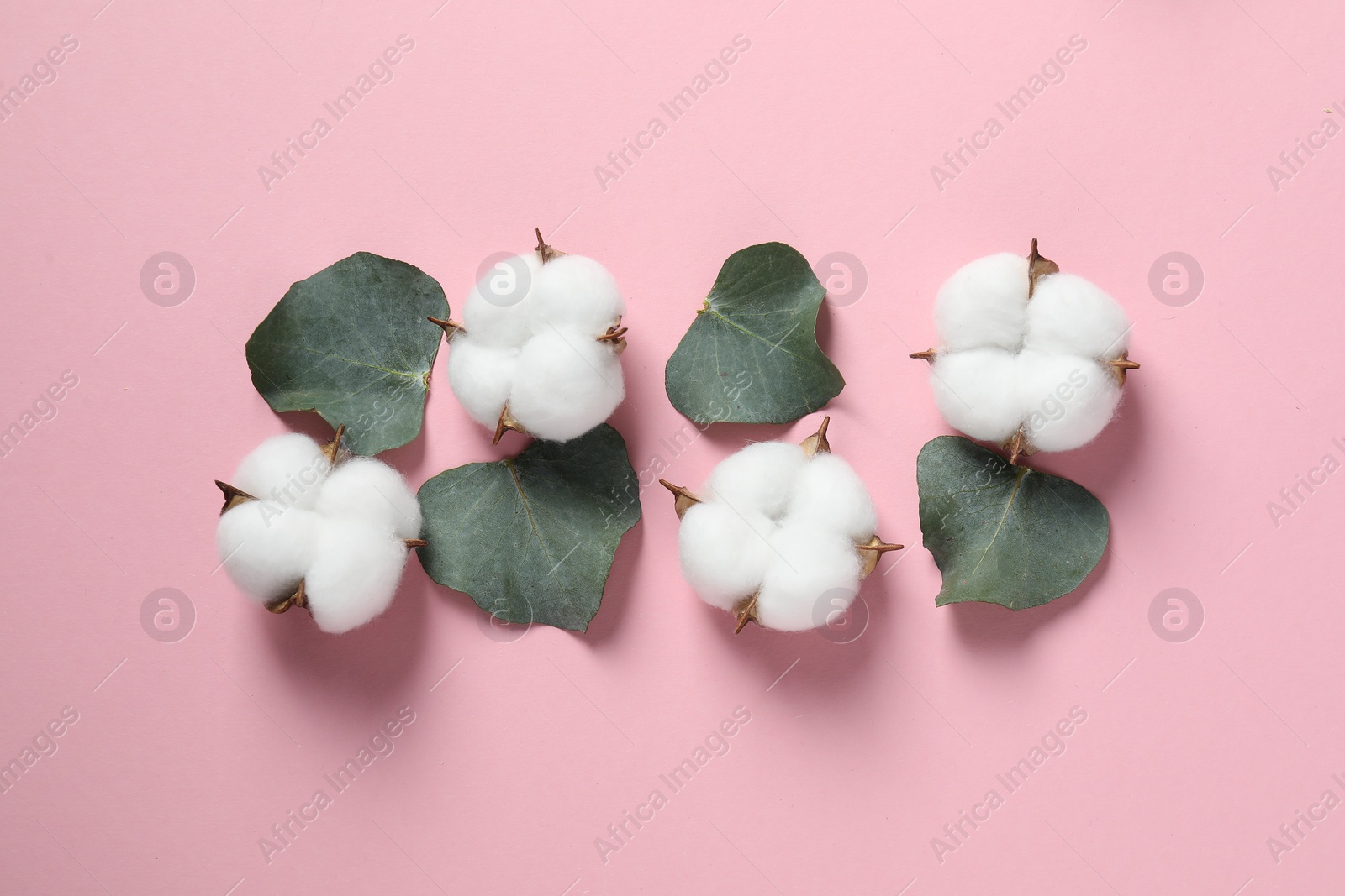 Photo of Cotton flowers and eucalyptus leaves on pink background, flat lay