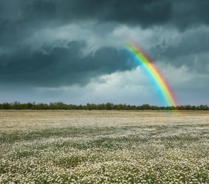 Image of Amazing rainbow over chamomile field under stormy sky