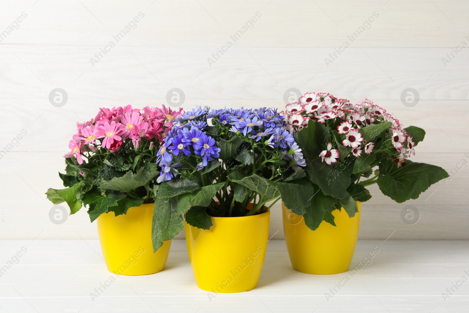 Photo of Beautiful cineraria plants in flower pots on white table