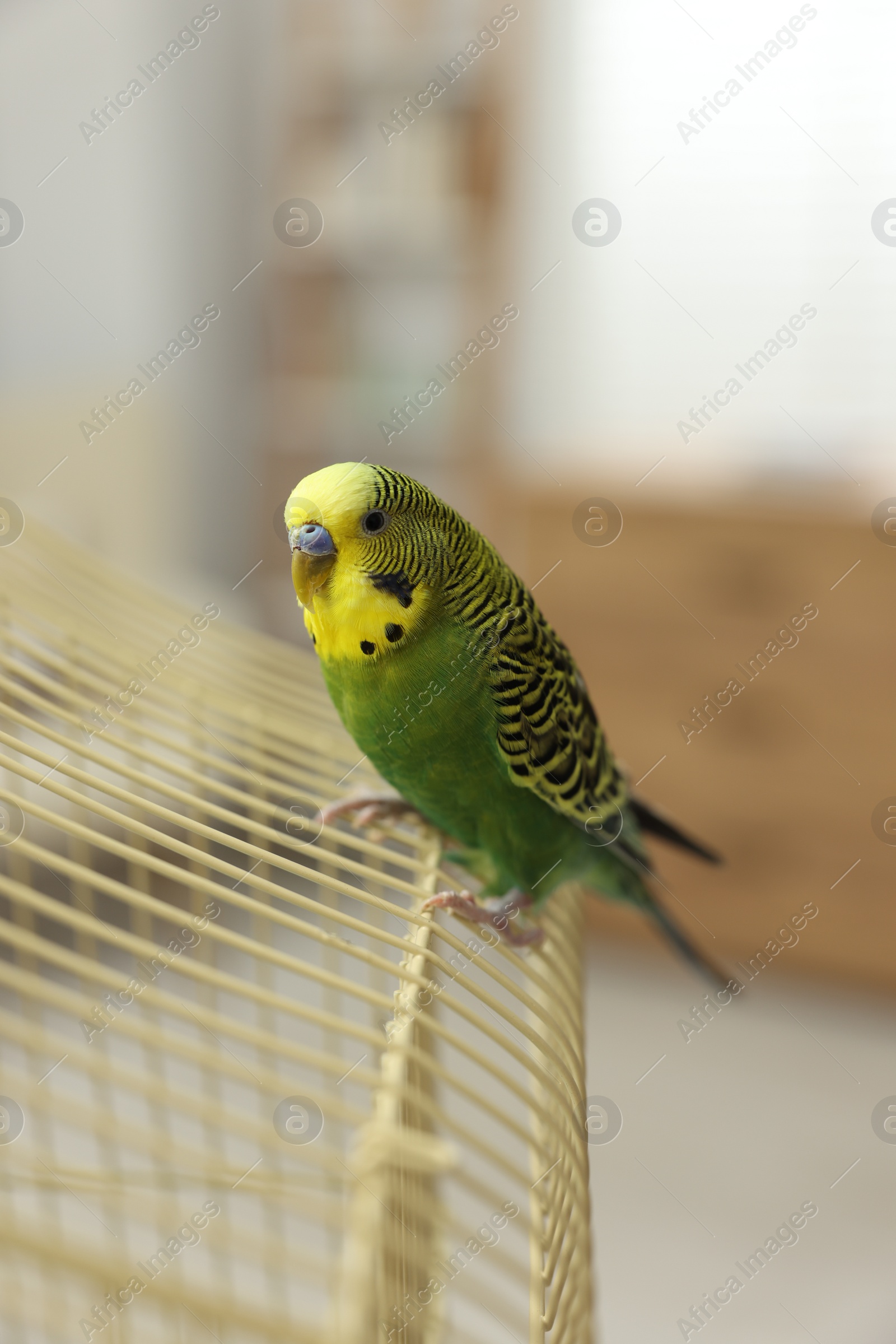 Photo of Pet parrot. Beautiful budgerigar siting on cage indoors