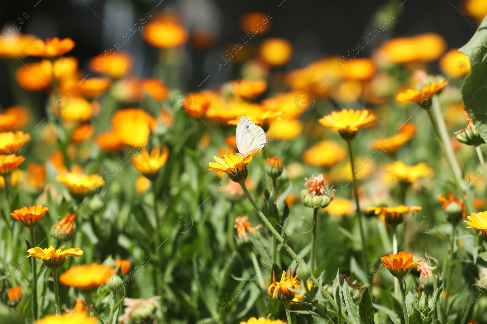 Photo of Beautiful white butterfly on calendula flower outdoors 