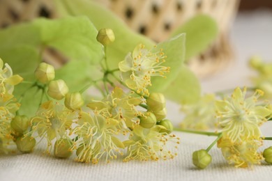 Fresh linden leaves and flowers on white cloth, closeup