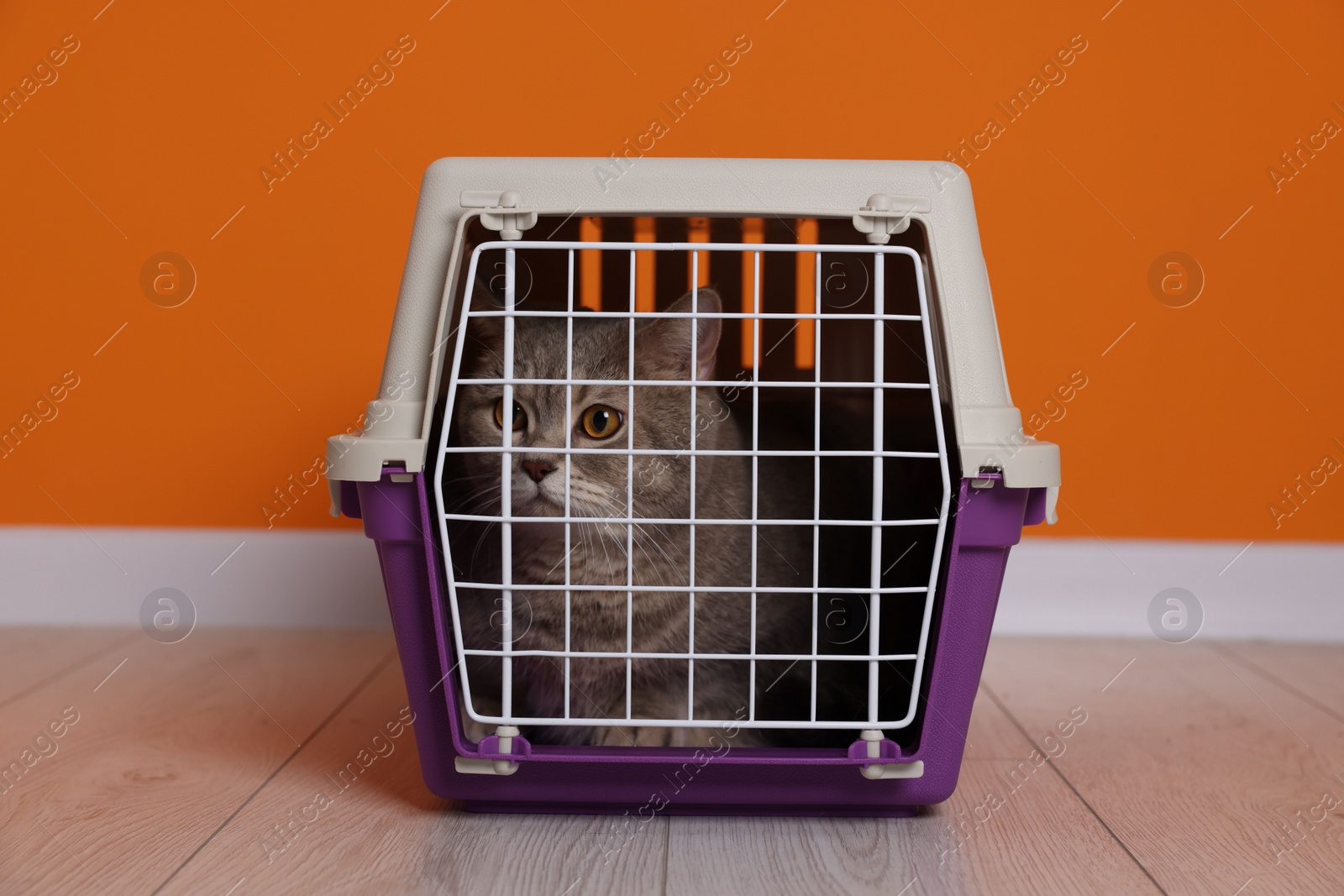 Photo of Travel with pet. Cute cat in carrier on floor near orange wall indoors