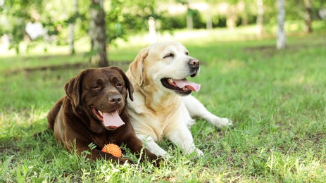 Photo of Funny Labrador Retriever dogs with toy ball on green grass in summer park