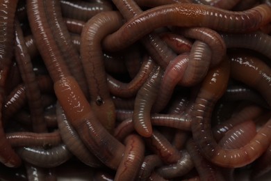 Photo of Many earthworms as background, top view. Terrestrial invertebrates