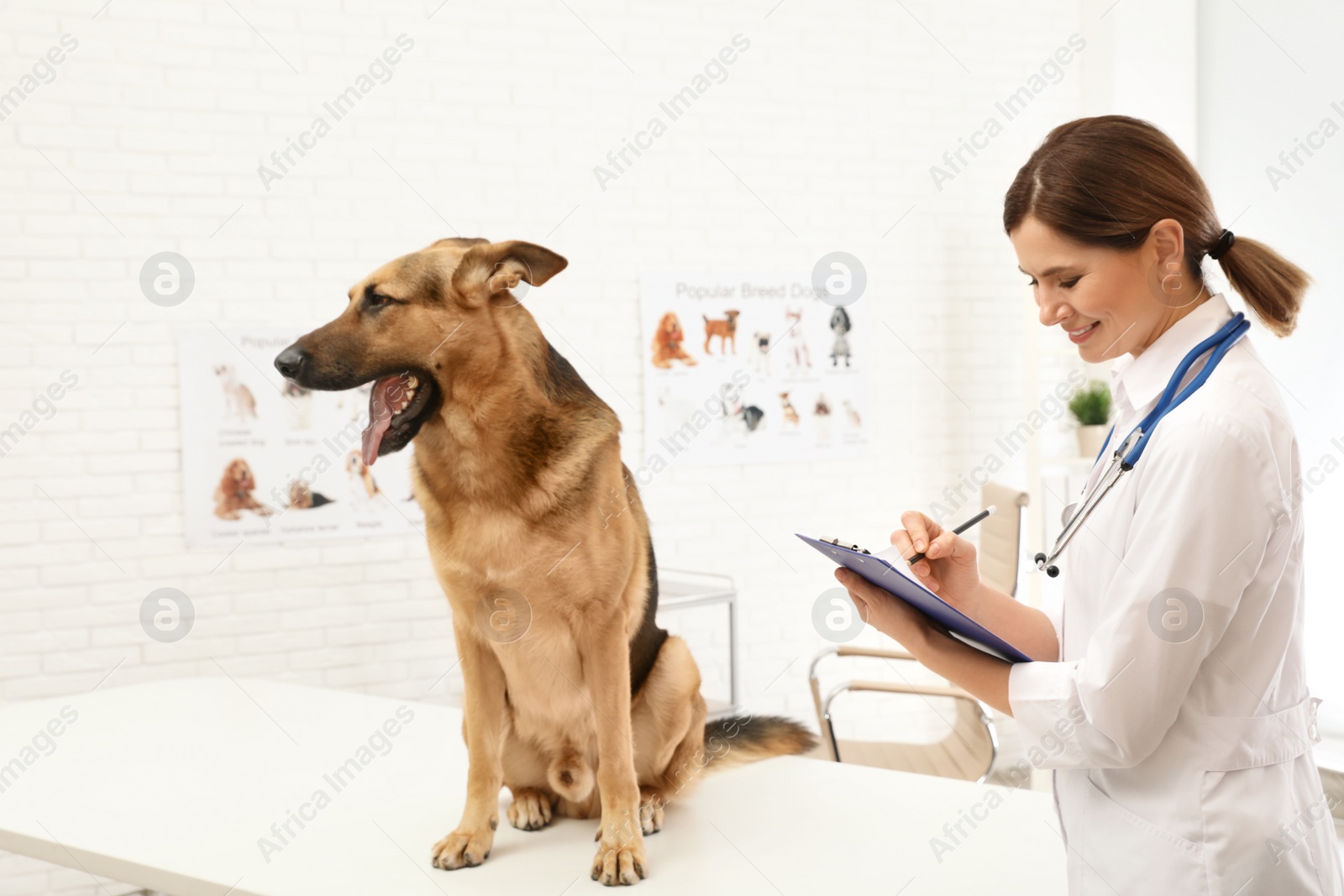 Photo of Professional veterinarian examining German Shepherd dog in clinic