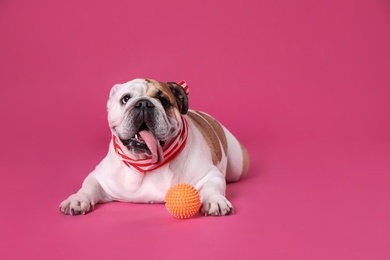 Photo of Adorable English bulldog with ball on pink background