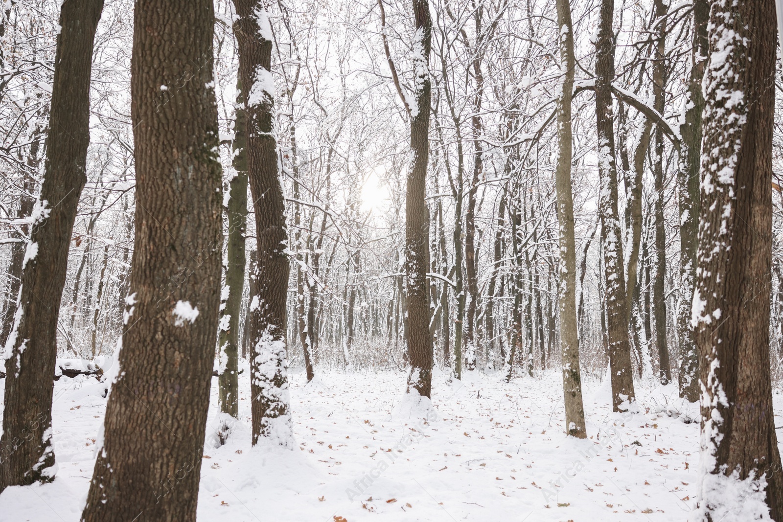 Photo of Trees covered with snow in winter park