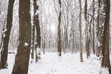 Photo of Trees covered with snow in winter park