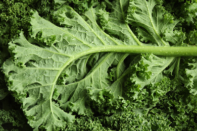 Fresh wet kale leaves as background, closeup